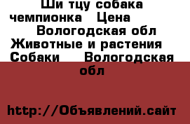 Ши-тцу собака чемпионка › Цена ­ 100 000 - Вологодская обл. Животные и растения » Собаки   . Вологодская обл.